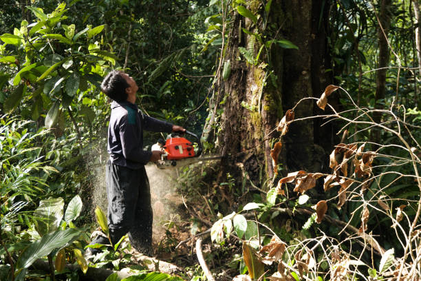 Best Arborist Consultation Services  in Newark, OH